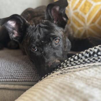 Cane Corso and Belgian Shepherd Malinois Dogs Available for Adoption in Sacramento, California - Choco | PetCurious