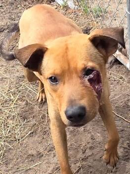 Labrador Retriever and Pit Bull Terrier Dogs Available for Adoption in Hartsville, South Carolina - Fred | PetCurious