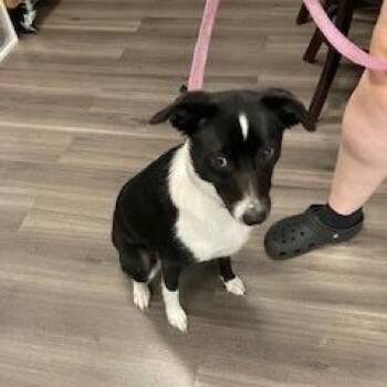 Cream Cheese Frosting -  Border Collie and Beagle Dog for Adoption in York, Pennsylvania - Cream Cheese Frosting | PetCurious