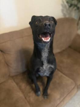 Rescue Shar Pei and Australian Kelpie Dogs for Adoption in Pinetop-lakeside, Arizona - Donut | PetCurious