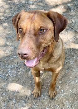 Rescue Rhodesian Ridgeback Dogs for Adoption in Paradise, Texas - Tigger | PetCurious