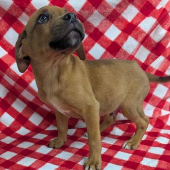 Puppy B -  Mixed Breed Dog for Adoption in Jefferson City, Tennessee - Puppy B | PetCurious