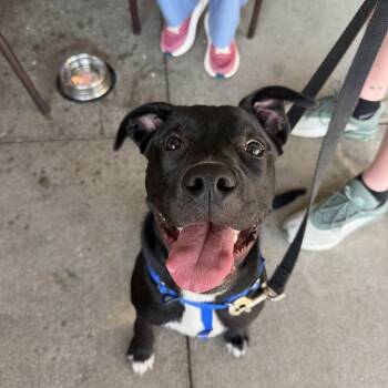 Bingo -  Black Labrador Retriever Dog for Adoption in Birmingham, Alabama - Bingo | PetCurious