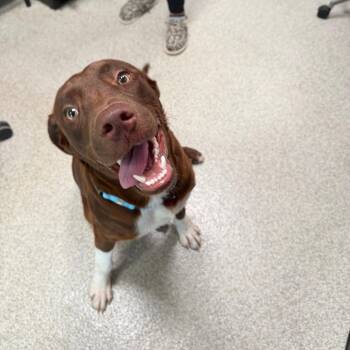 Socks -  Mixed Breed Dog for Adoption in Englewood, Florida - Socks | PetCurious