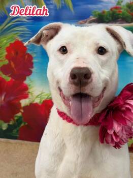 Delilah -  Mixed Breed Dog for Adoption in Flint, Michigan - Delilah | PetCurious