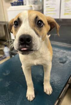 Enja -  Mixed Breed Dog for Adoption in Mobile, Alabama - Enja | PetCurious
