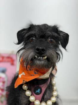 Molly-One of our Amazing Rescue Dogs -  Schnauzer and Affenpinscher Dog for Adoption in Carlsbad, California - Molly-One Of Our Amazing Rescue Dogs | PetCurious