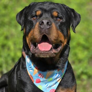 Rottweiler Dogs Available for Adoption in Effingham, Illinois - Hollis | PetCurious