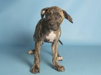 MUFFIN -  Mastiff Dog for Adoption in Phoenix, Arizona - MUFFIN | PetCurious