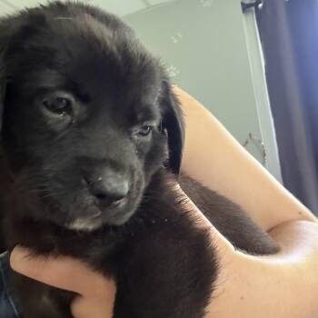 Queen Elizabeth pup 7 -  Labrador Retriever and Mixed Breed Dog for Adoption in Austin, Texas - Queen Elizabeth Pup 7 | PetCurious