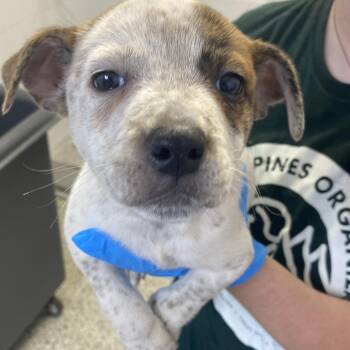 Hugh -  Cattle Dog and Mixed Breed Dog for Adoption in Hattiesburg, Mississippi - Hugh | PetCurious