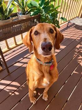 Bradley 12 -  Yellow Labrador Retriever Dog for Adoption in Killingworth, Connecticut - Bradley 12 | PetCurious