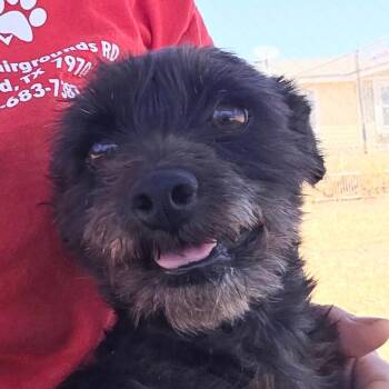 Melanie -  Miniature Schnauzer and Mixed Breed Dog for Adoption in Otisfield, Maine - Melanie | PetCurious