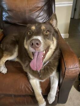 Bear -  Husky Dog for Adoption in New Smyrna Beach, Florida - Bear | PetCurious