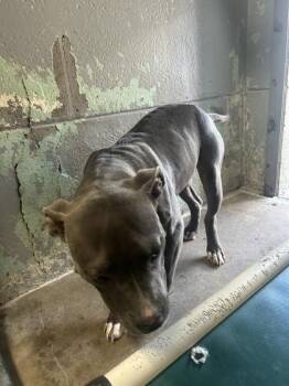 Blueberry -  Mixed Breed Dog for Adoption in Largo, Florida - Blueberry | PetCurious