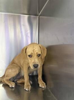 61803850 -  Mixed Breed Dog for Adoption in El Paso, Texas - 61803850 | PetCurious