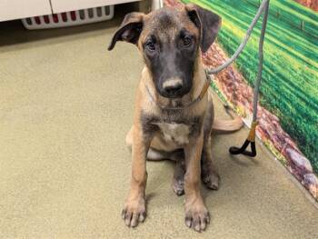 Rescue Belgian Shepherd Malinois and Mixed Breed Dogs for Adoption in Moreno Valley, California - JULIET | PetCurious