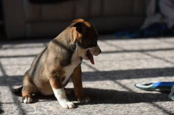 Pit Bull Terrier Dogs Available for Adoption - Isabel | PetCurious