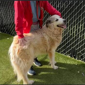 Rescue Great Pyrenees Dogs for Adoption in Claremont, North Carolina - Grace | PetCurious
