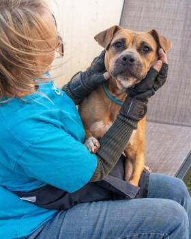 Mixed Breed Dogs Available for Adoption in Chamblee, Georgia - Kestrel - IN FOSTER | PetCurious