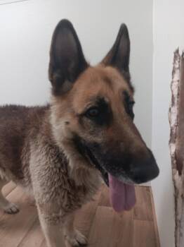 Rescue German Shepherd Dog Dogs for Adoption in Polson, Montana - Ellie | PetCurious