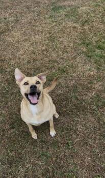 Bubbles -  Labrador Retriever and German Shepherd Dog Dog for Adoption in Liverpool, Texas - Bubbles | PetCurious