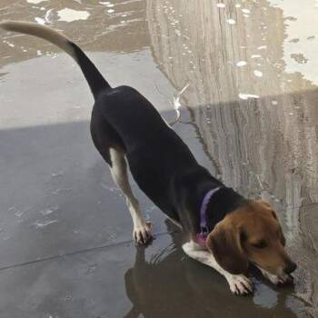 Val -  Beagle and Mixed Breed Dog for Adoption in Freeport, Florida - Val | PetCurious