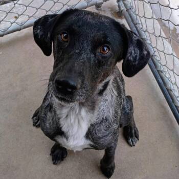 Dobby -  Catahoula Leopard Dog and Labrador Retriever Dog for Adoption in Tyler, Texas - Dobby | PetCurious