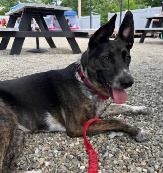 Serena -  Shepherd and Cattle Dog Dog for Adoption in Walnutport, Pennsylvania - Serena | PetCurious