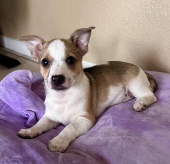 Terrier Dogs Available for Adoption in El Cajon, California - Monica  | PetCurious