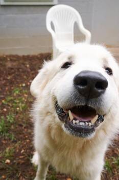 Great Pyrenees Dogs Available for Adoption in Floyd, Virginia - Floki | PetCurious