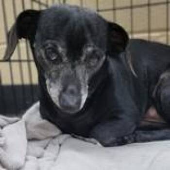 Pumbaa -  Dachshund Dog for Adoption in Portsmouth, Ohio - Pumbaa | PetCurious