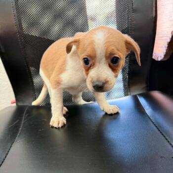 Taco -  Chihuahua and Mixed Breed Dog for Adoption in Phoenix, Arizona - Taco | PetCurious