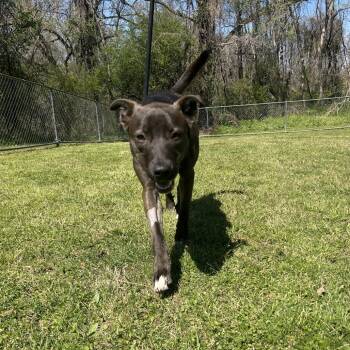 Mixed Breed Dogs Available for Adoption - Ophelia | PetCurious