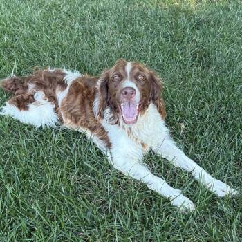 Grayson -  Brittany Spaniel and Mixed Breed Dog for Adoption in Olathe, Kansas - Grayson | PetCurious