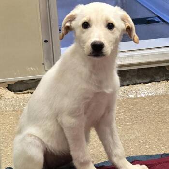 Alfalfa -  Mixed Breed Dog for Adoption in Sonoma, California - Alfalfa | PetCurious