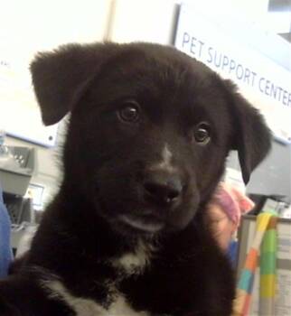 Mixed Breed Dogs Available for Adoption - RIOT | PetCurious