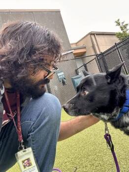 Sir Wormy Wigglepuff -  Mixed Breed Dog Available for Adoption in Wichita, Kansas - Sir Wormy Wigglepuff | PetCurious