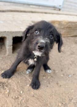 Grits -  Schnauzer and Mixed Breed Dog for Adoption in Severance, Colorado - Grits | PetCurious