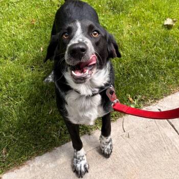 Ben -  Spaniel Dog Available for Adoption in Briarcliff Manor, New York - Ben | PetCurious