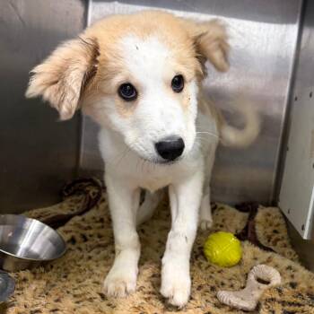 Henrietta -  Great Pyrenees and Mixed Breed Dog for Adoption in Austin, Texas - Henrietta | PetCurious