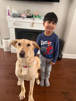 Kiki -  Labrador Retriever Dog for Adoption in Cambridge, Ontario - Kiki | PetCurious