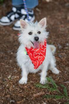 Terrier Dogs Available for Adoption - Petunia | PetCurious