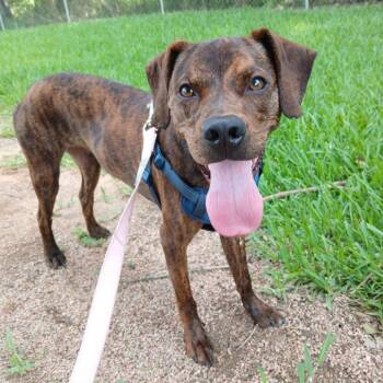 Michael -  Catahoula Leopard Dog and Terrier Dog for Adoption in Beaumont, Texas - Michael | PetCurious