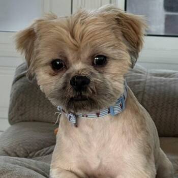Ernie -  Shih Tzu Dog for Adoption in Santa Fe, Texas - Ernie | PetCurious