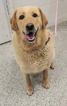 Jigglypuff -  Mixed Breed Dog for Adoption in Kansas City, Missouri - Jigglypuff | PetCurious
