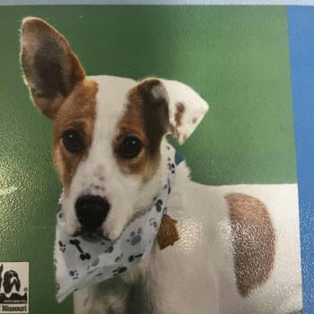 Doug Casey -  Cattle Dog and Mixed Breed Dog Available for Adoption in St. Louis, Missouri - Doug Casey | PetCurious