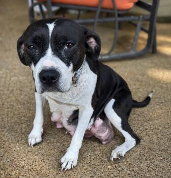 Princess -  Pit Bull Terrier Dog for Adoption in Princeton, Massachusetts - Princess | PetCurious