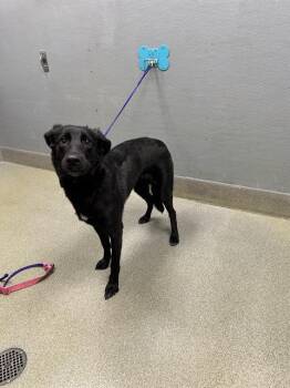 Labrador Retriever and Mixed Breed Dogs Available for Adoption in Las Vegas, Nevada - DAPHNE | PetCurious
