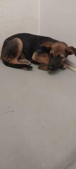 Dobby -  Shepherd and Mixed Breed Dog for Adoption in Tucumcari, New Mexico - Dobby | PetCurious